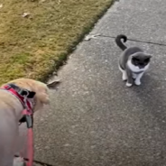 Cat Joins Dog Duo For Their Daily Walks Around The Neighborhood