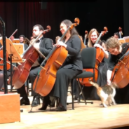 Cat Steals The Show During Orchestra Performance In Istanbul