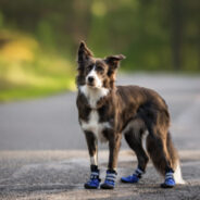 Choosing the Right Boots for Your Dog