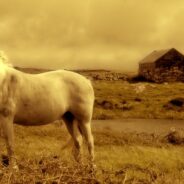 Critically Endangered Native Breeds in Ireland Labeled “Immediate Conservation Concern” May Be Getting Help