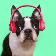 Do Dogs Like Music?