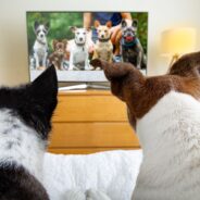 Do Dogs Watch TV and What Do They See?