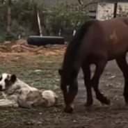 Dog And Horse Play Roughhouse Together In Adorable Video