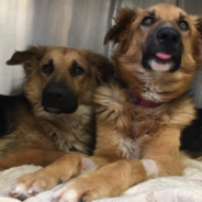 Dog Brothers Hug Each Other After Being Dumped In High-Kill Shelter