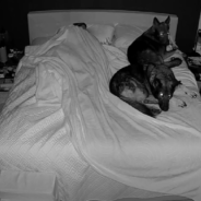 Dog Mom Shares The Reality Of Sleeping With 3 Large German Shepherds