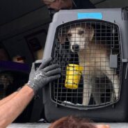 Elderly Couple Arrive At Shelter In Tears To Surrender Their Dog After Receiving Devastating News