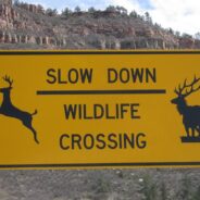 Elk Politely Cross Road at ‘Elk Crossing’ Sign