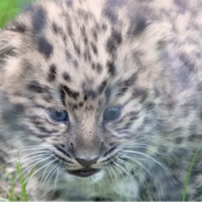 Extremely Rare Amur Leopard Cubs Make Their Debut at the San Diego Zoo!