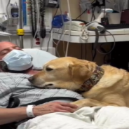 Faithful Dog Refuses To Leave Owner Even After He’s Taken To The Hospital