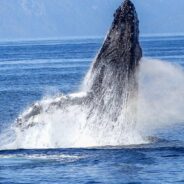 Federal Judge Rules US Failed to Protect Endangered Pacific Humpback Whale