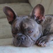 French Bulldog Named Most Popular Dog Breed In USA