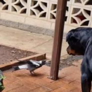 Gentle Rottweiler Plays Tug Of War With Feisty Magpie Bird