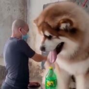 Get Your Daily Dose of Serotonin By Watching This Guy Grooming a Giant Fluff of Alaskan Malamute