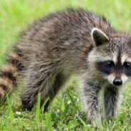 Good Samaritans Rescue Orphaned Raccoon Babies