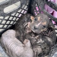 Hairless Puppies Dumped Outside Shelter In Milk Crate In The Middle Of The Night