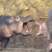 Hippo Siblings Engage in a Hilarious Yet Adorable Quarrel in Cincinnati Zoo