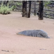 Hippo Therapy? Hannah the Hippo Says “Yes, Please”