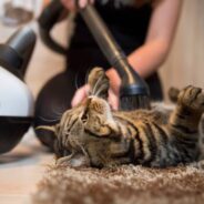 How to Keep Your Pet Safe While Doing Your Spring Cleaning