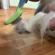 How to Trim Dog Paw Hair