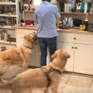 Hungry Golden Retrievers Do “Dinner Dance” While Waiting For Food