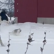 Husky And Horse Play In The Snow Together For The Very First Time