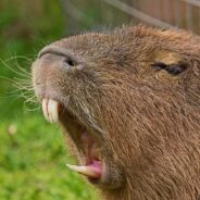 If Deforestation in the Amazon Continues, the Rainforest Could Become a Dry Savannah, Devastating Capybaras and Other Species