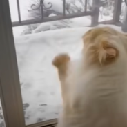 Indoor Cat Begs Mom To Go Outside And Play In The Snow