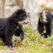 Insanely Cute Andean Bear Cubs at the Smithsonian Zoo Show Their Adorable Faces