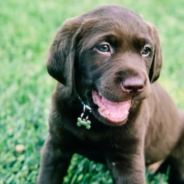 Is your Lawn Care company using pet-friendly products?