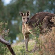 Kangaroos Increasingly Calling Texas Home But “Pets” They Are Not