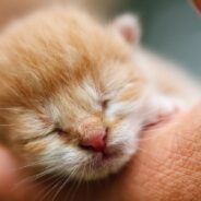 “Kitten Season” is Almost Here, and It’s Not Such a Great Thing Unless You Want to Adopt