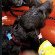 Labrador Rescued After Being Swept Out To Sea While Fetching A Ball