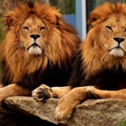 Lion Kings No More: The Web Mourns Brothers Taken Out by Younger Rivals