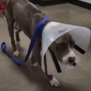 Malnourished Pittie Transforms Into The Healthiest Version of Himself Through the Help of His Favorite Humans