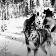 Momma, I’m So Scared! Vet Tech Shows How Huskies Usually Behave When They Come to the Clinic