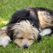 National Puppy Day: How Long Do Puppies Need to Sleep?