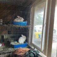 Nearly 250 Neglected Rabbits Rescued From One Property