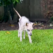 Neglected Husky Left To Be Euthanized Learns To Speak Up For Himself