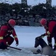 Netizens Applauded the Firefighters Who Rescued an Elk That Fell in an Ice Pond