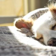 New Research Suggests Dogs Could Give Us The Flu And Other Viruses