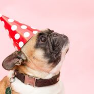 Not Sure When Your Rescue Pet’s Birthday Is? Celebrate their Adoption Day!