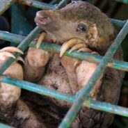 Pangolins: Shy, Unique, Toothless Mammals Facing Extinction Due to Illegal Trade