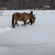 Playful Horse Loves Making “Snow Angels” With Her Owner