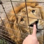 Reddit Video Shows the Other Side of Wild Animals, Which was Unbelievably Adorable