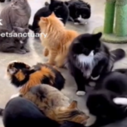 Rescue Cats Get In “Kerfuffle” At Sanctuary Right Before Snack Time