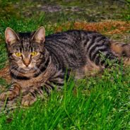 Rescued Feral Kitten Leads to the Rescue of Several More Kittens