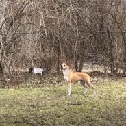 Rescuers Spend Weeks Attempting To Catch Timid Pittie In Dilapidated House