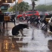 Sad Dog Sitting In The Rain Reunites With Owner After Going Viral On TikTok