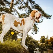 Say “Ciao” [Hello] to the Bracco Italiano