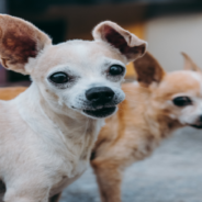 Senior Chihuahua Tucks Himself Into Shelter Bed Every Night Like His Former Owner Used To